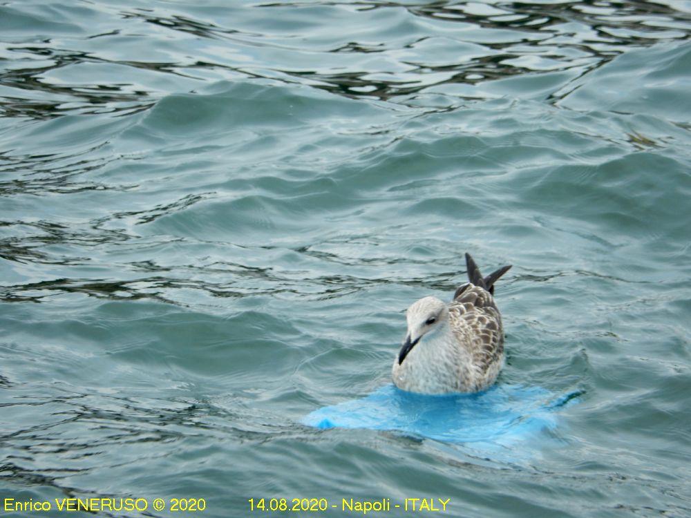 11 - Gabbiano a riposo su  busta di plastica  - Seagul  resting on plastic bag.jpg